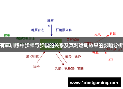 有氧训练中步频与步幅的关系及其对运动效果的影响分析